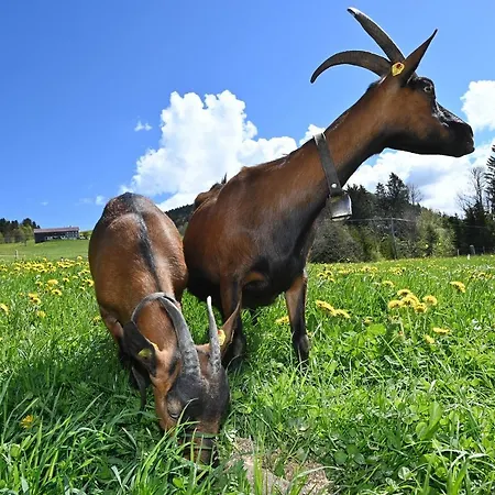 Bauernhof Bilgeri Farm stay Hittisau