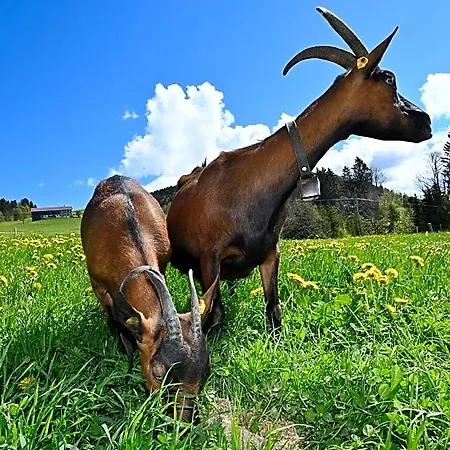 Vakantieboerderij Bauernhof Bilgeri Hittisau